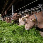 L'importanza dell'alimentazione del bovino da latte